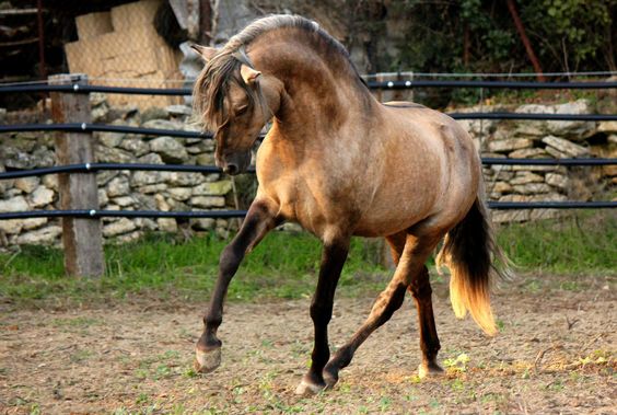 Buckskin Horses